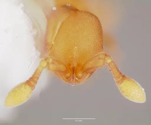 Discothyrea testacea specimen CASENT0006058 image casent0006058_2