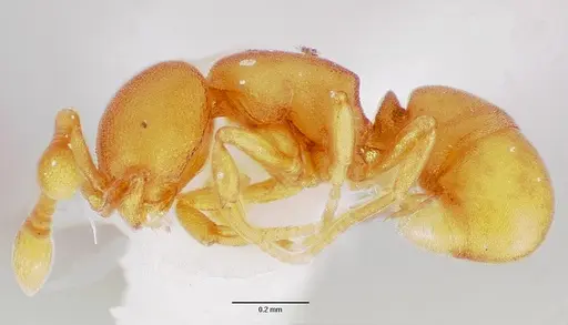 Discothyrea testacea specimen CASENT0006058 image casent0006058_3