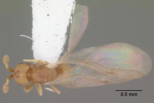 Discothyrea testacea specimen CASENT0103848 image casent0103848_1