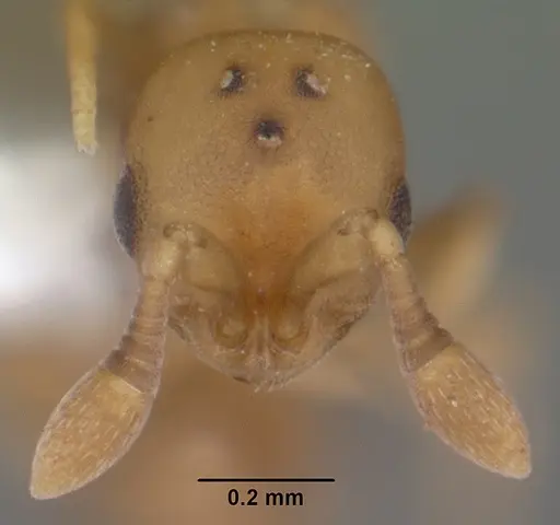 Discothyrea testacea specimen CASENT0103848 image casent0103848_2