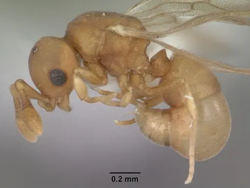 Discothyrea testacea specimen CASENT0103848 image casent0103848_3