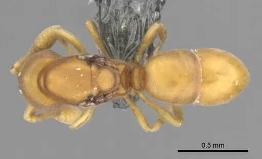 Discothyrea testacea specimen CASENT0270726 image casent0270726_1