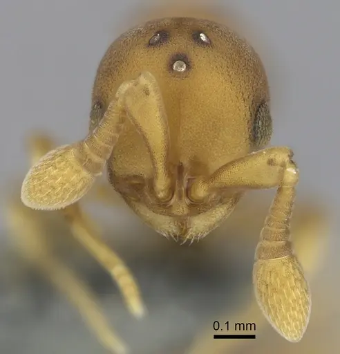 Discothyrea testacea specimen CASENT0270726 image casent0270726_2