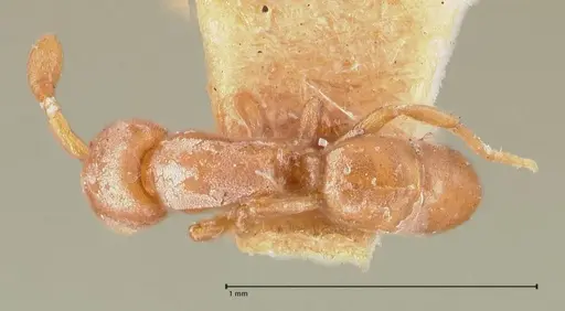 Discothyrea testacea specimen FOCOL0935 image focol0935_1