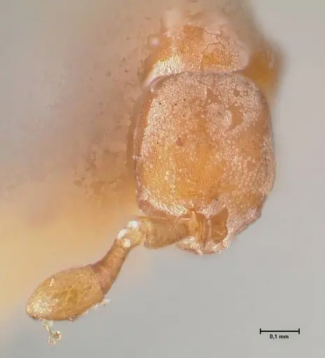 Discothyrea testacea specimen FOCOL0935 image focol0935_2