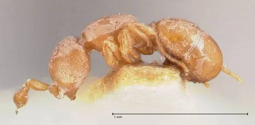 Discothyrea testacea specimen FOCOL0935 image focol0935_3