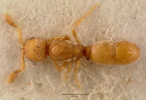 Discothyrea traegaordhi specimen SAM-ENT-0011508 image sam-ent-0011508_1