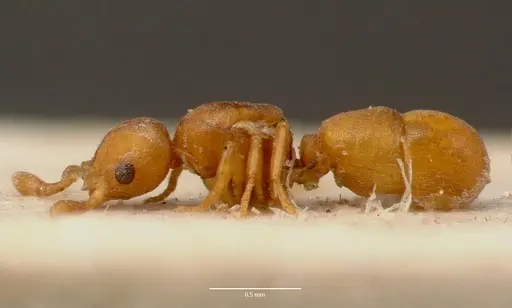 Discothyrea traegaordhi specimen SAM-ENT-0011508 image sam-ent-0011508_3