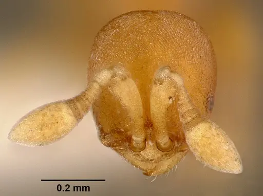 Discothyrea traegaordhi specimen SAM-HYM-C000061A image sam-hym-c000061a_2