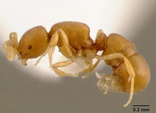 Discothyrea traegaordhi specimen SAM-HYM-C000061A image sam-hym-c000061a_3