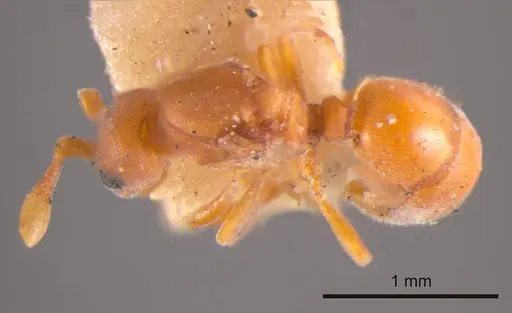 Discothyrea turtoni specimen ANTWEB1008165 image antweb1008165_1