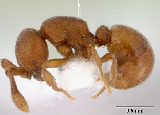 Discothyrea turtoni specimen CASENT0172090 image casent0172090_3