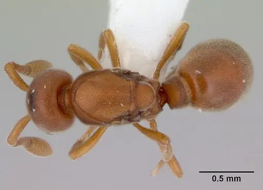 Discothyrea turtoni specimen CASENT0172091 image casent0172091_1