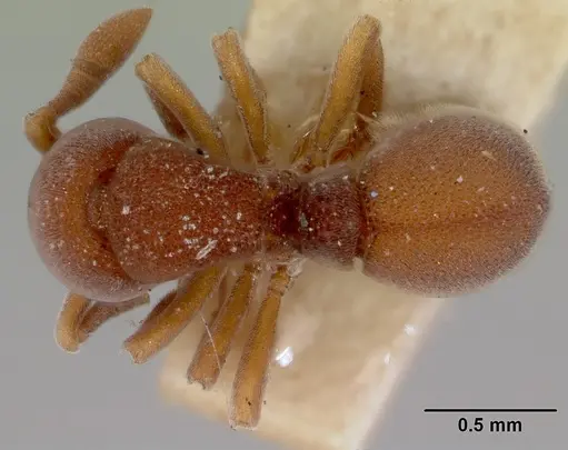 Discothyrea velutina specimen CASENT0172089 image casent0172089_1