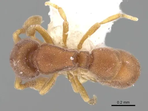 Discothyrea venus specimen CASENT0247017 image casent0247017_1