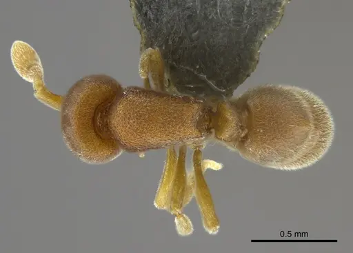 Discothyrea wakanda specimen CASENT0790326 image casent0790326_1
