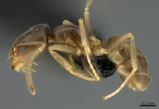 Doleromyrma darwiniana specimen CASENT0009947 image casent0009947_1