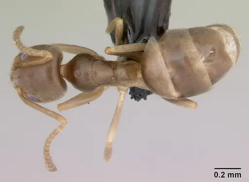 Doleromyrma darwiniana specimen CASENT0009949 image casent0009949_1