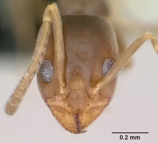 Doleromyrma darwiniana specimen CASENT0009949 image casent0009949_2