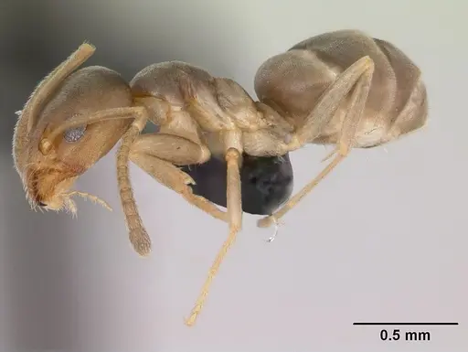 Doleromyrma darwiniana specimen CASENT0009949 image casent0009949_3
