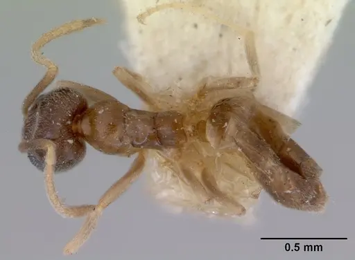 Doleromyrma darwiniana specimen CASENT0172307 image casent0172307_1