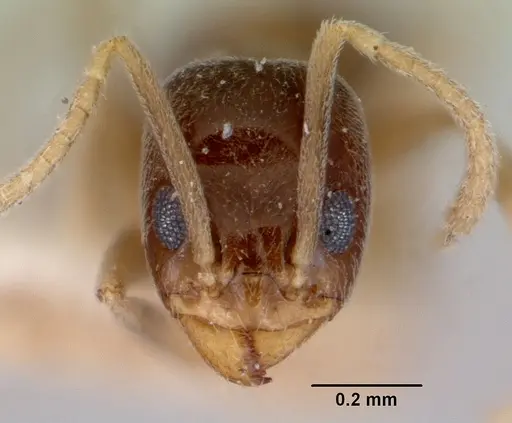 Doleromyrma darwiniana specimen CASENT0172307 image casent0172307_2