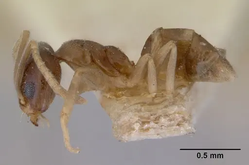 Doleromyrma darwiniana specimen CASENT0172307 image casent0172307_3
