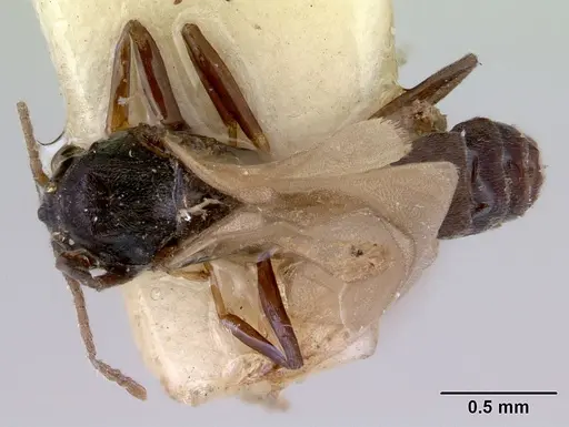 Doleromyrma darwiniana specimen CASENT0172369 image casent0172369_1