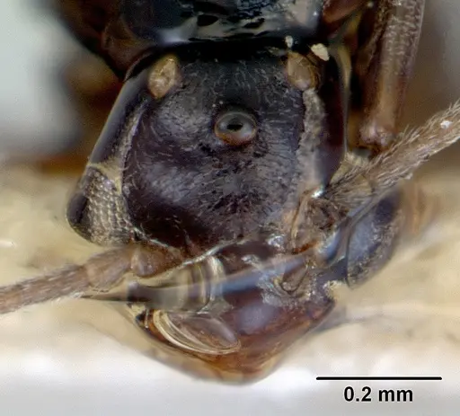 Doleromyrma darwiniana specimen CASENT0172369 image casent0172369_2