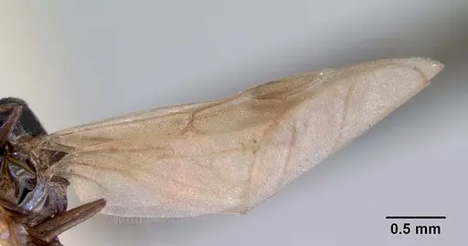 Doleromyrma darwiniana specimen CASENT0172369 image casent0172369_4