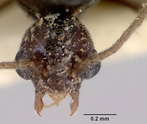 Doleromyrma darwiniana specimen CASENT0172371 image casent0172371_3