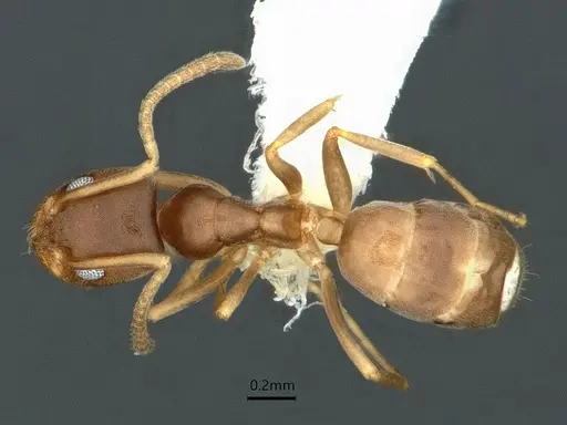 Doleromyrma darwiniana specimen CASENT0886006 image casent0886006_1