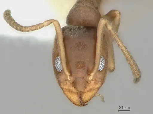 Doleromyrma darwiniana specimen CASENT0886006 image casent0886006_2