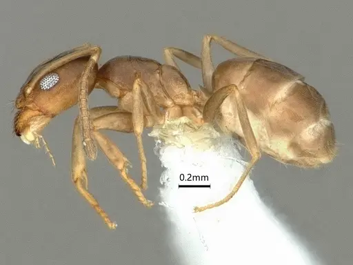 Doleromyrma darwiniana specimen CASENT0886006 image casent0886006_3