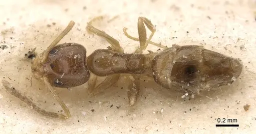 Doleromyrma darwiniana specimen CASENT0909517 image casent0909517_1