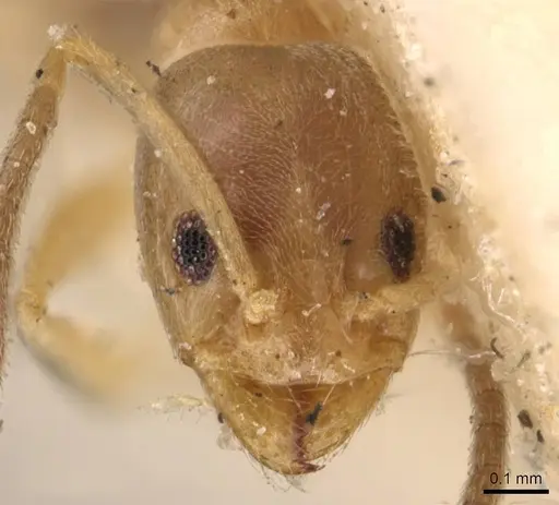 Doleromyrma darwiniana specimen CASENT0909517 image casent0909517_2
