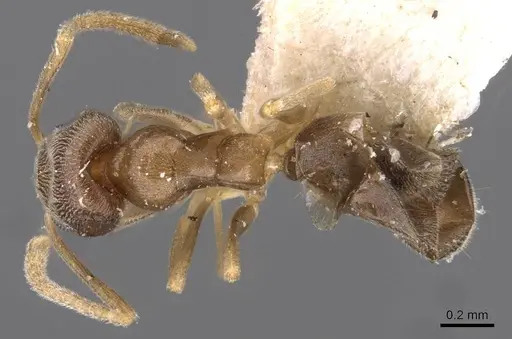 Doleromyrma darwiniana specimen CASENT0909518 image casent0909518_1