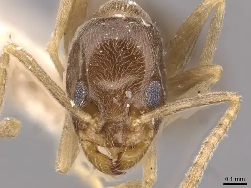 Doleromyrma darwiniana specimen CASENT0909518 image casent0909518_2