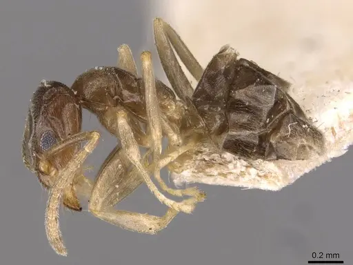 Doleromyrma darwiniana specimen CASENT0909518 image casent0909518_3
