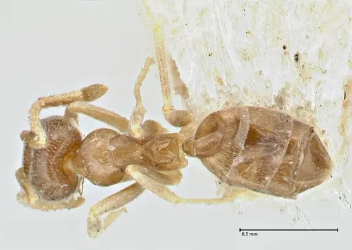 Doleromyrma darwiniana specimen FOCOL2833 image focol2833_1