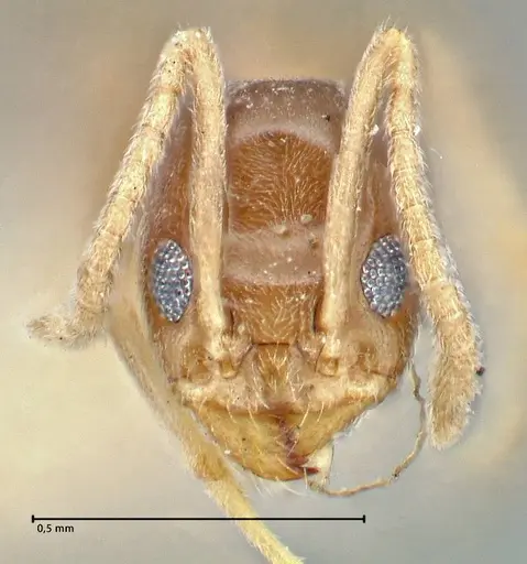 Doleromyrma darwiniana specimen FOCOL2833 image focol2833_2