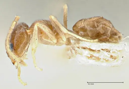 Doleromyrma darwiniana specimen FOCOL2833 image focol2833_3
