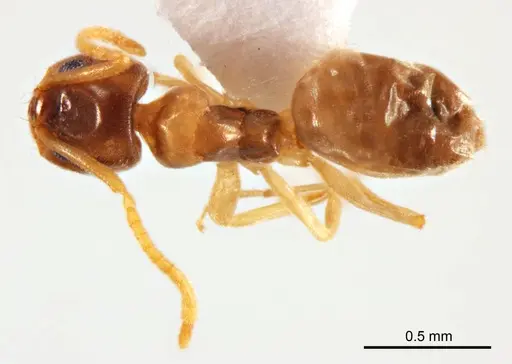 Doleromyrma rottnestensis specimen ANTWEB1008633 image antweb1008633_1