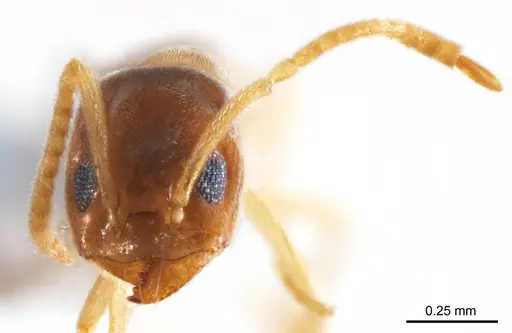 Doleromyrma rottnestensis specimen ANTWEB1008633 image antweb1008633_2