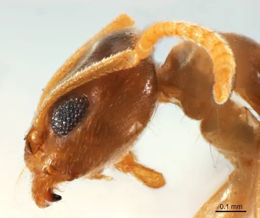 Doleromyrma rottnestensis specimen ANTWEB1008633 image antweb1008633_3
