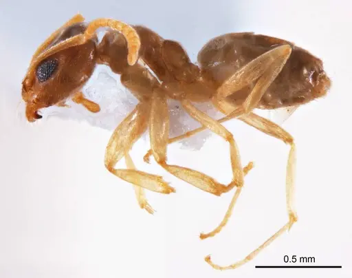 Doleromyrma rottnestensis specimen ANTWEB1008633 image antweb1008633_4
