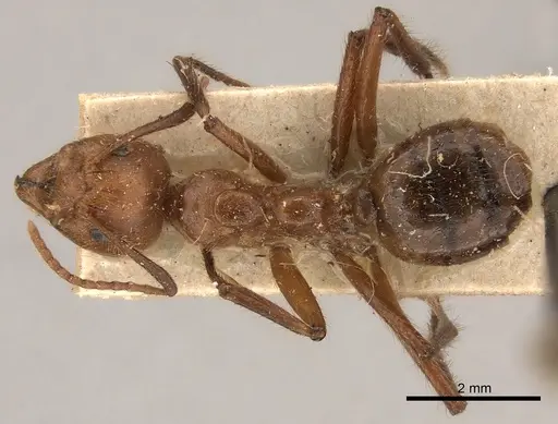 Dolichoderus abruptus specimen CASENT0217391 image casent0217391_1