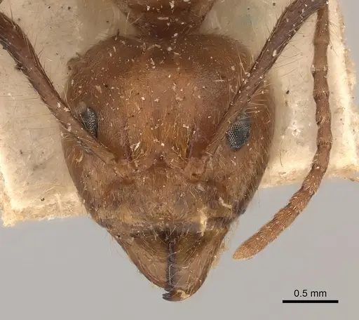 Dolichoderus abruptus specimen CASENT0217391 image casent0217391_2