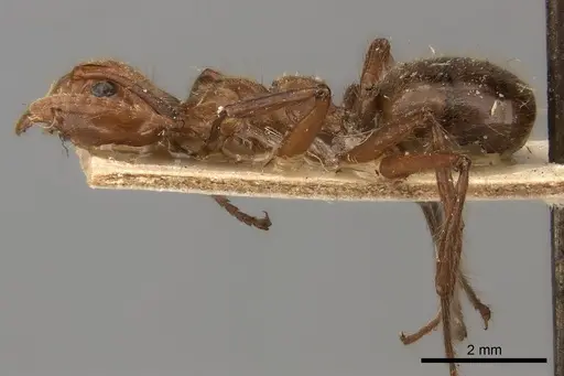 Dolichoderus abruptus specimen CASENT0217391 image casent0217391_3