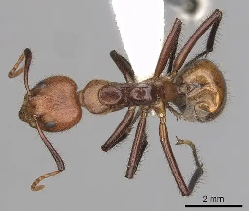 Dolichoderus abruptus specimen CASENT0249581 image casent0249581_1